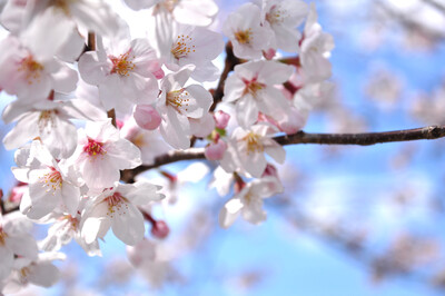 cherry blossom
